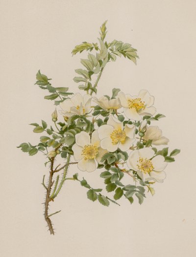 Rose anglaise - English School